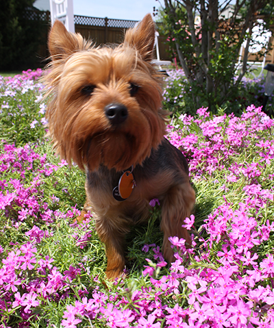 Small yorkie sitting in flowers