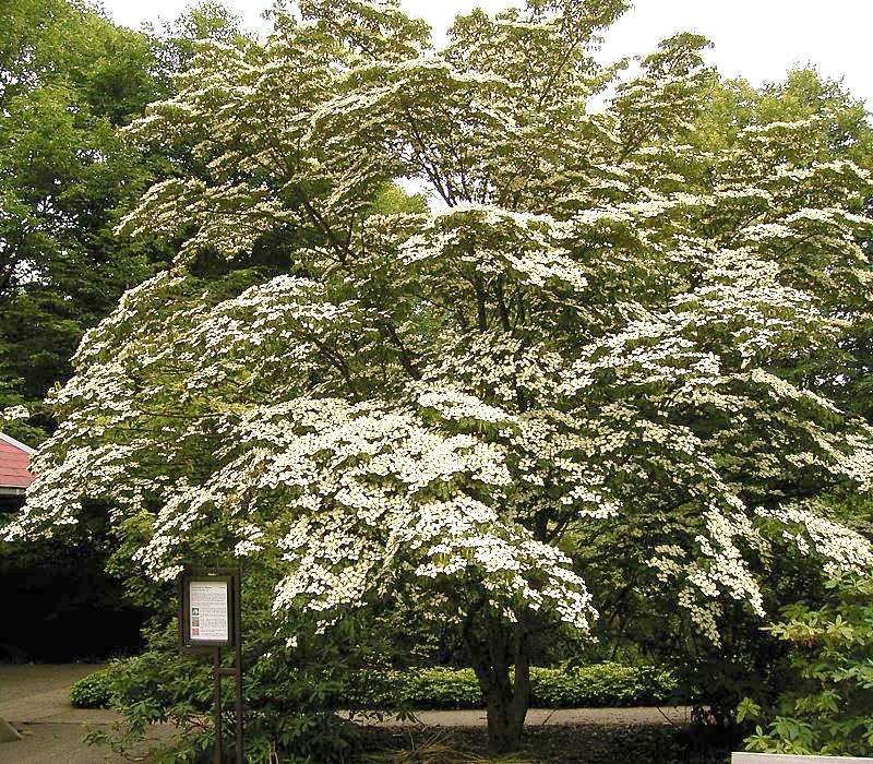 ROUGHLEAF DOGWOOD (CORNUS DRUMMONDII)
