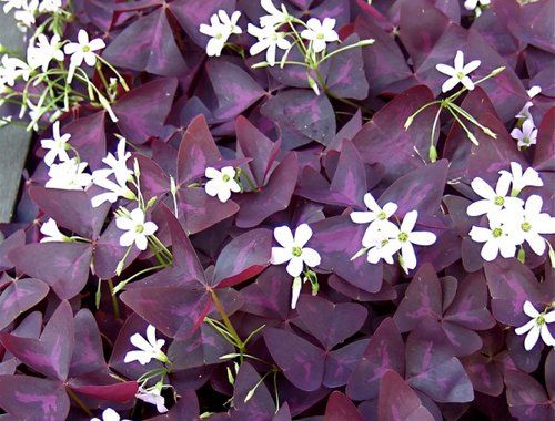 PURPLE SHAMROCK (OXALIS TRIANGULARIS)