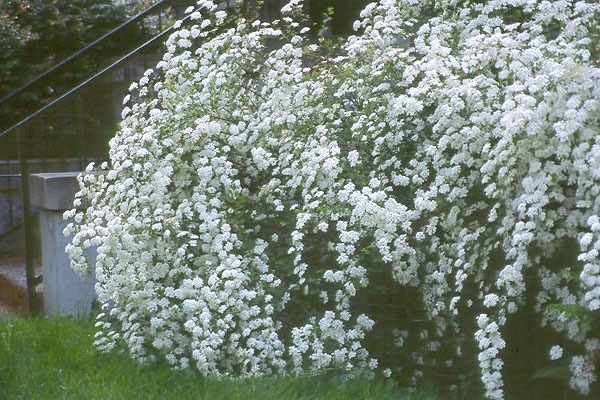 SPIRAEA VANHOUTTEI (SPIRAEA X VANHOUTTEI)