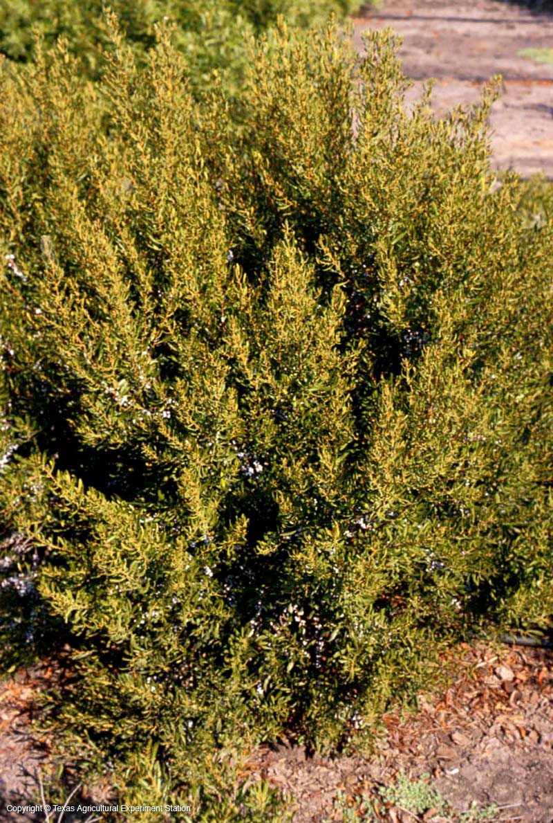 DWARF SOUTHERN WAXMYRTLE (MYRICA PUSILLA)