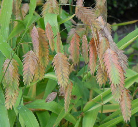 CHASMANTHIUM LATIFOLIUM