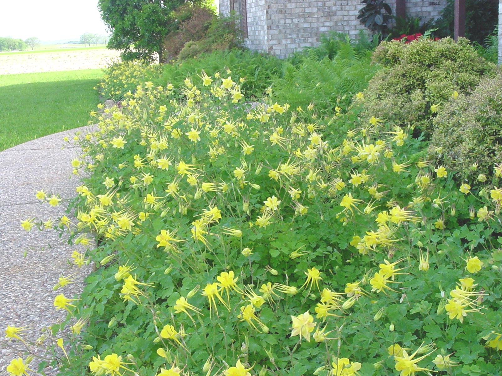 TEXAS COLUMBINE (AQUILEGIA CHRYSANTHA VAR. HINCKLEYANA)