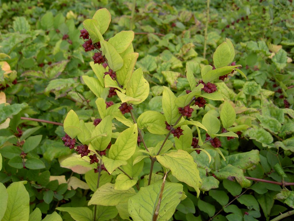 Indian Currant Coralberry (Symphoricarpos Orbiculatas)