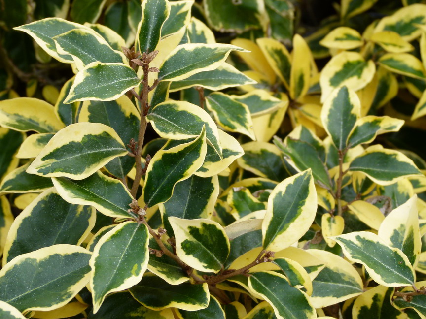 Elaeagnus X Ebbingei