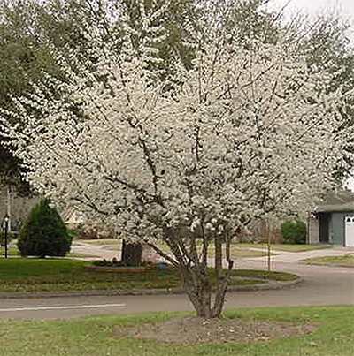 Mexican Plum (Prunus Mexicana)