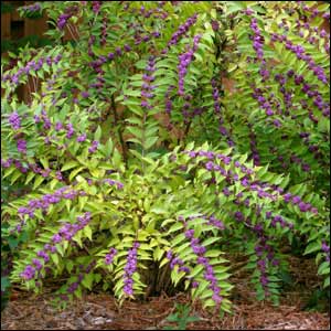 American Beautyberry (Callicarpa Americana)