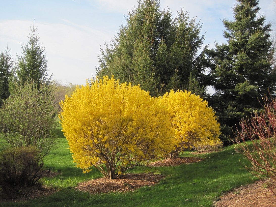 Forsythia Lynwood Gold