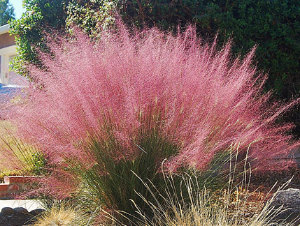 Muhlenbergia Capillaris