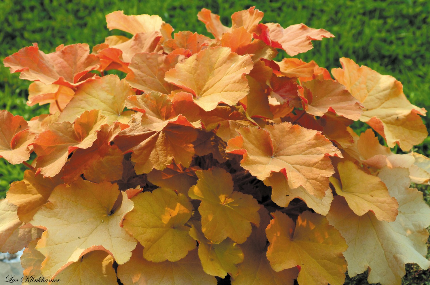 Coral Bells (Heuchera Caramel)
