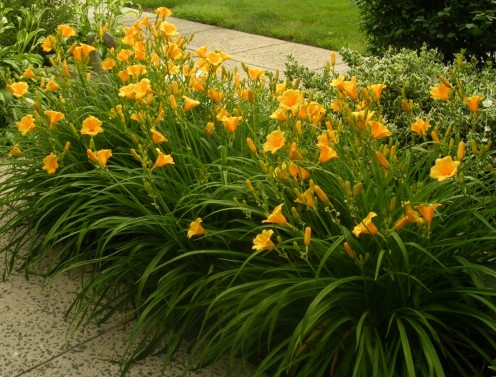 Daylilies (Hemerocallis Stella Doro)