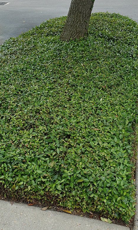 Asian Jasmine (Trachelospermum Asiaticum)