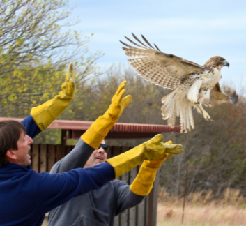 RaptorCenter_Newsflash