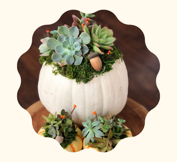 picture of pumpkin succulent planter