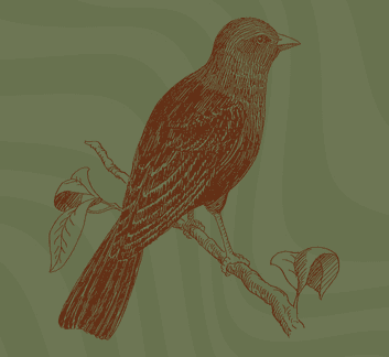 image of bird on branch