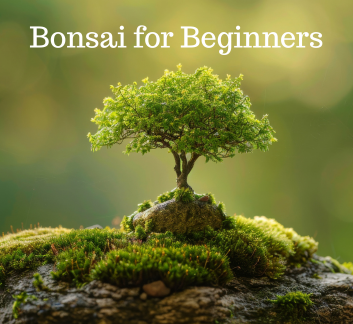 A bonsai tree on a green background.