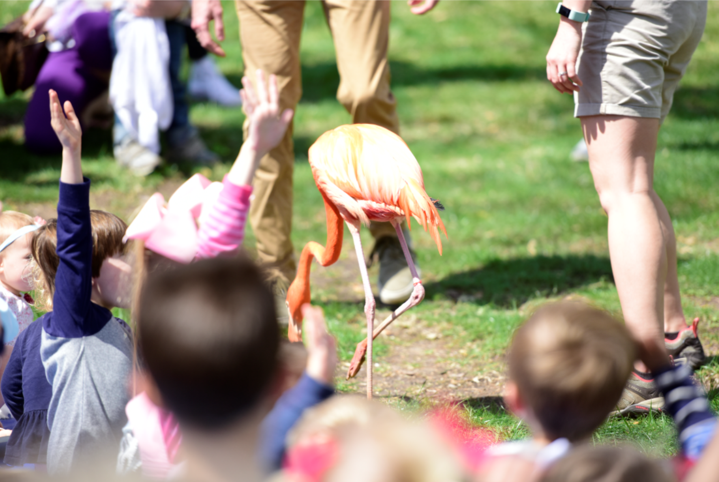 HPL Zoo Program Image